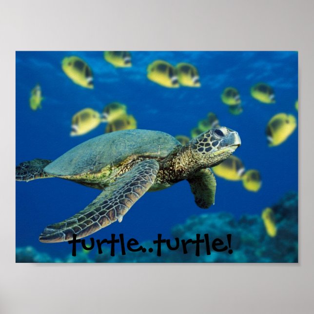 Green Sea Turtle, turtle..turtle! Poster (Front)