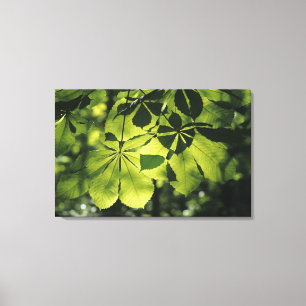 Green Seven Point Leaves with Sun Illumination Canvas Print