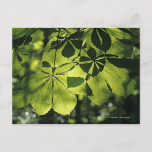 Green Seven Point Leaves with Sun Illumination Postcard