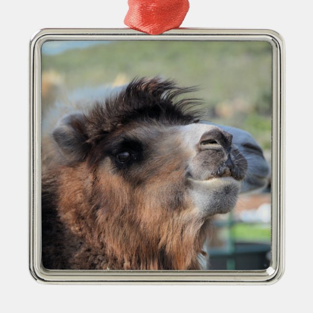 Green Smoothie the Camel Ornament (Front)
