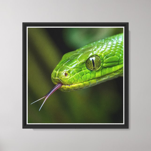 Green Snake Head Canvas Print (Front)