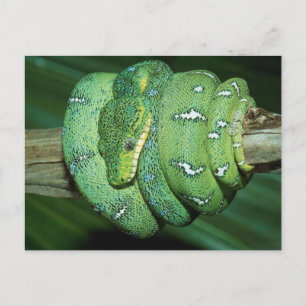 Green Snake Postcard