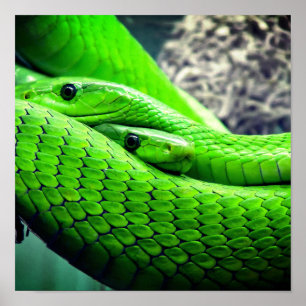 Green Snakes Poster