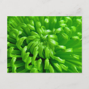 Green Spider Mums Postcard