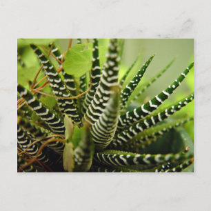 Green Spiky little striped cactus Postcard