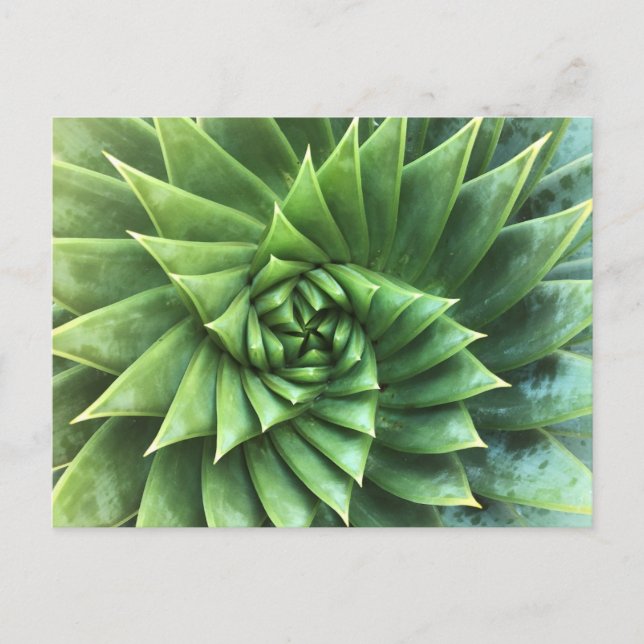 Green Spiral Aloe Polyphylla Postcard (Front)