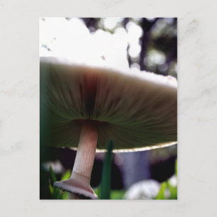 Green Spored Lepiota Postcard