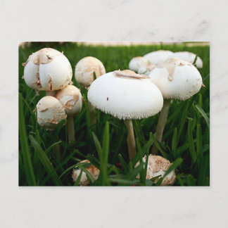 Green Spored Lepiota Postcard