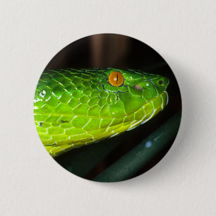 Green Stejneger's pit viper snake 2 Inch Round Button