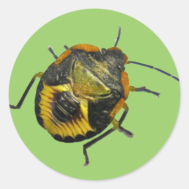 Green Stink Bug Nymph Coordinating Items Classic Round Sticker (Front)