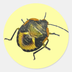 Green Stink Bug Nymph Coordinating Items Classic Round Sticker
