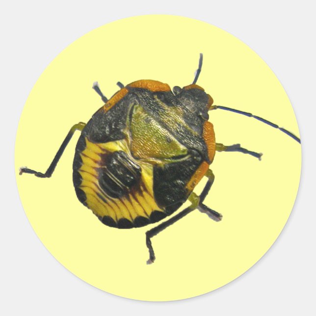 Green Stink Bug Nymph Coordinating Items Classic Round Sticker (Front)