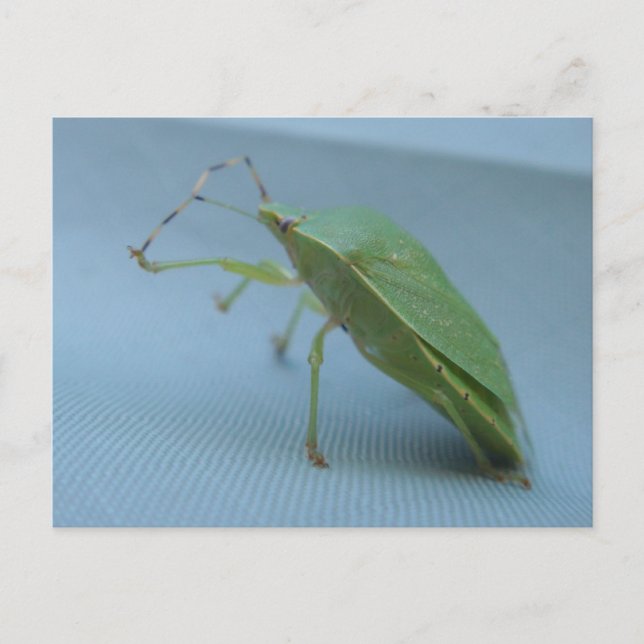 Green Stink Bug Postcard (Front)