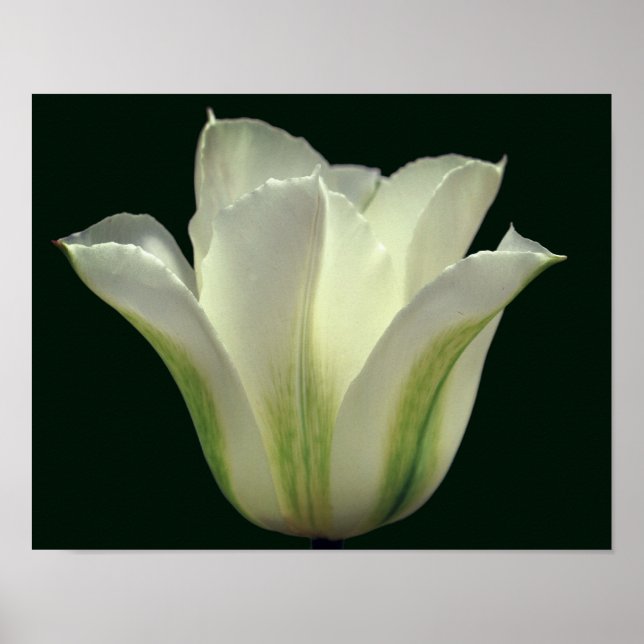Green Striped Tulip Flower Close Up Poster (Front)