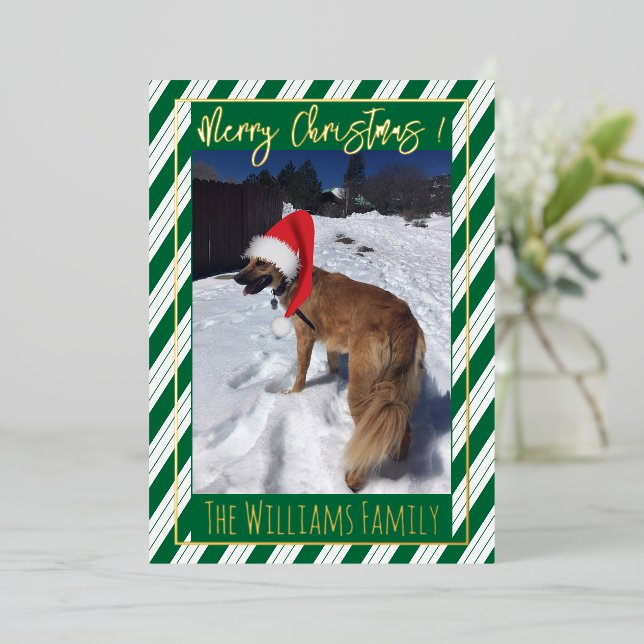Green Stripes Single Dog Photo Foil Carte de vacan (Debout devant)