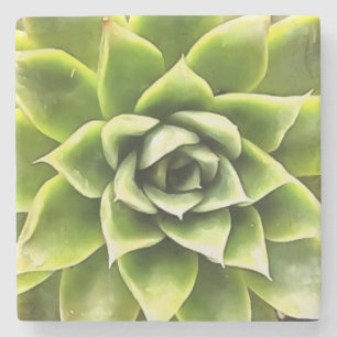 Green Succulent Close Up Cacti Art Stone Coaster