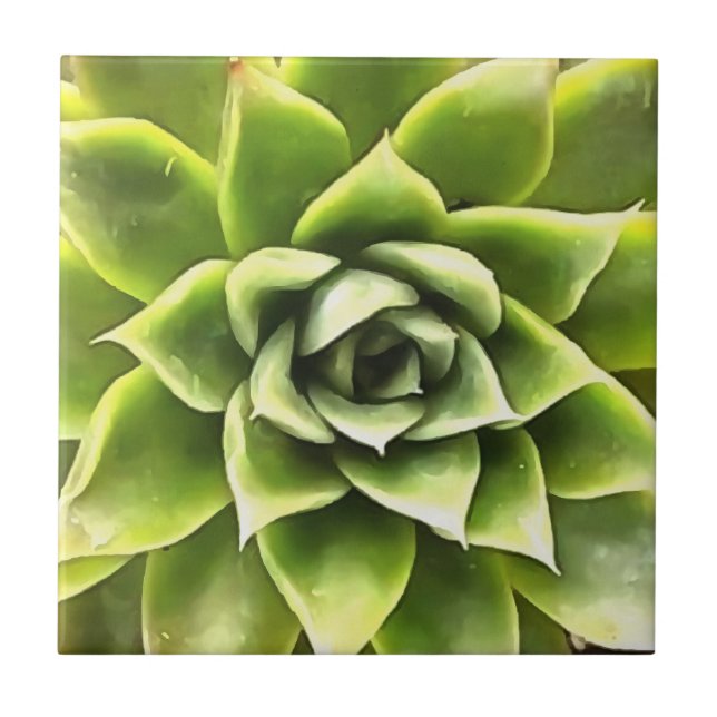 Green Succulent Close Up Cacti Art Tile (Front)