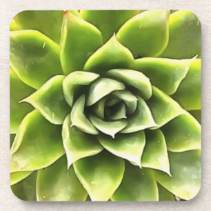 Green Succulent Close Up Coaster