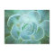 Green Succulent Closeup Postcard