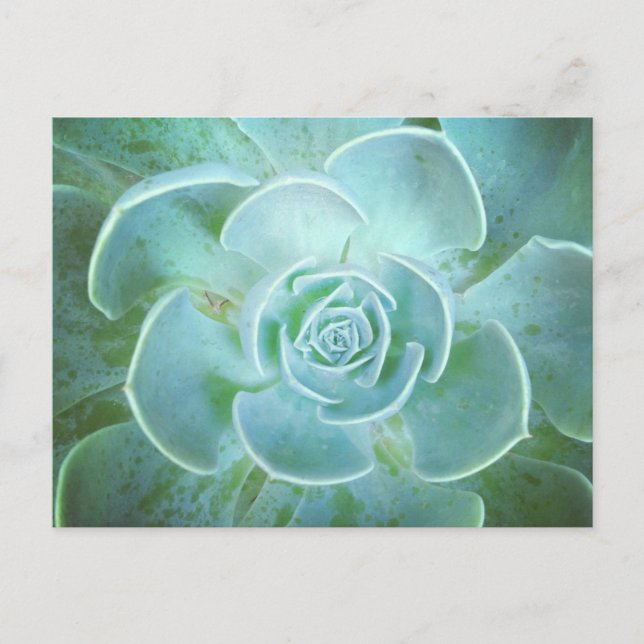 Green Succulent Closeup Postcard (Front)