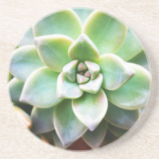 Green Succulent Coaster