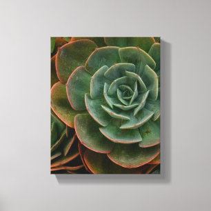 Green Succulent Flower Pattern Plant Photography Canvas Print