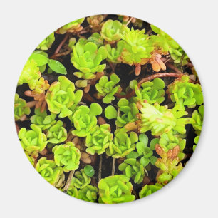 Green Succulent Flowers Magnet