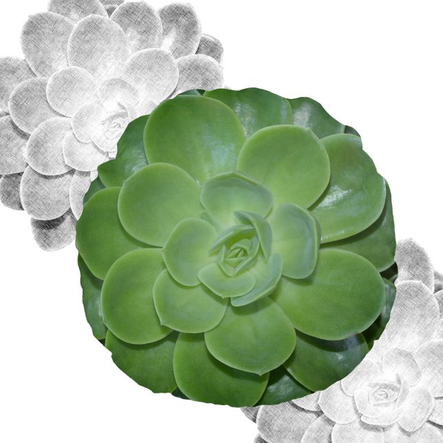 Green Succulent Photographic Botanical  Round Pillow (Creator Uploaded)