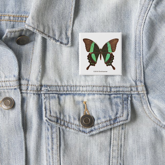 Green Swallowtail Butterfly 2 Inch Square Button (In Situ)