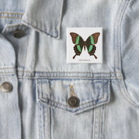 Green Swallowtail Butterfly