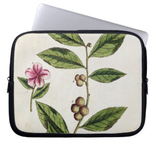 Green Tea, plate 351 from 'A Curious Herbal', publ Laptop Sleeve