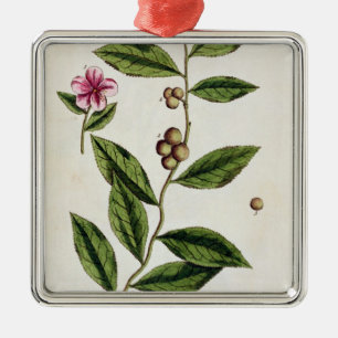 Green Tea, plate 351 from 'A Curious Herbal', publ Metal Ornament