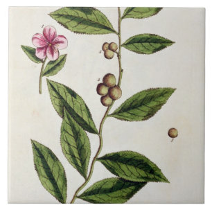 Green Tea, plate 351 from 'A Curious Herbal', publ Tile