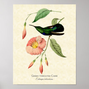 Green Throated Carib Hummingbird Vintage Art Poster