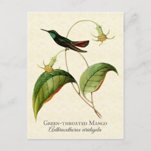 Green Throated Mango Hummingbird Art Postcard