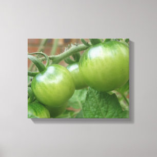 Green Tomatoes Canvas Print