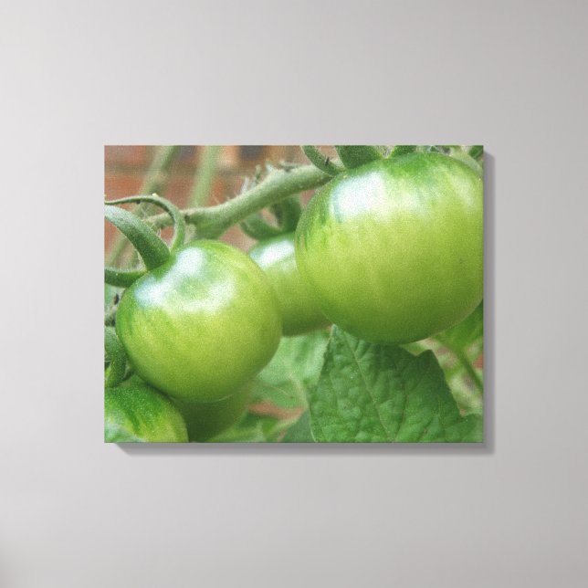 Green Tomatoes Canvas Print (Front)