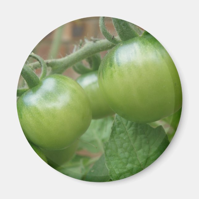 Green Tomatoes Magnet (Front)