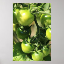 Green Tomatoes on the Vine Botanical Poster