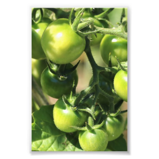 Green Tomatoes Photo Print (Front)