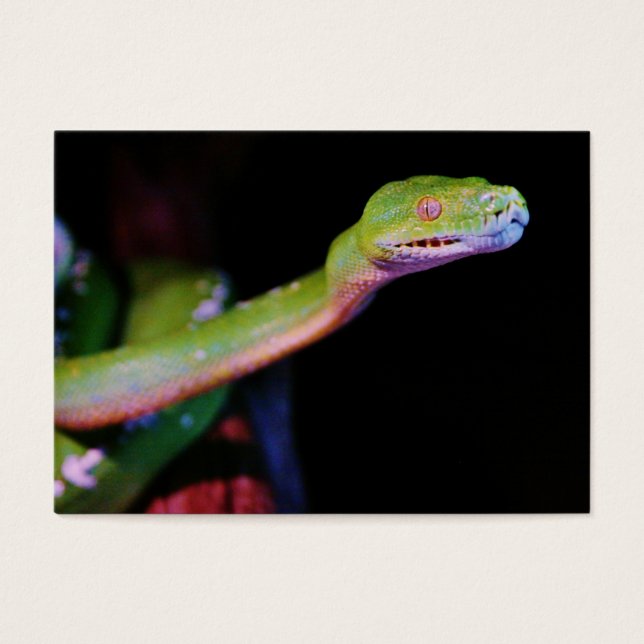 Green Tree Boa Stretching (Front)
