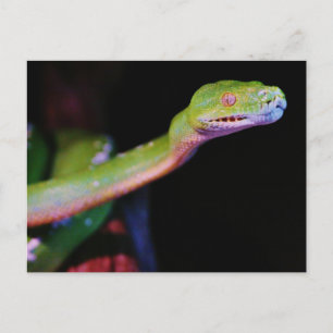 Green Tree Boa Stretching Postcard