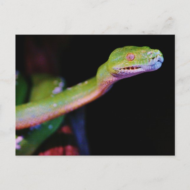 Green Tree Boa Stretching Postcard (Front)