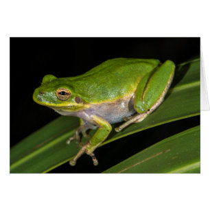 Green Tree Frog (Hyla cinerea) 2