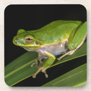 Green Tree Frog (Hyla cinerea) 2 Coaster