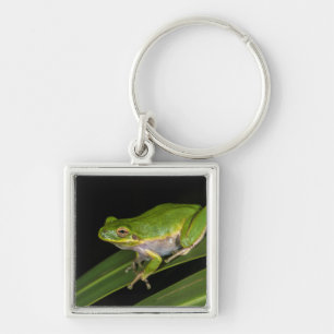 Green Tree Frog (Hyla cinerea) 2 Keychain