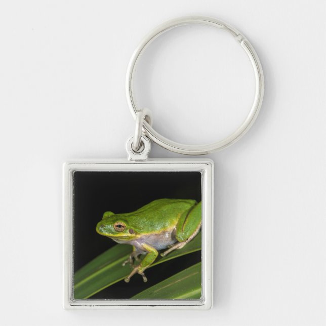 Green Tree Frog (Hyla cinerea) 2 Keychain (Front)