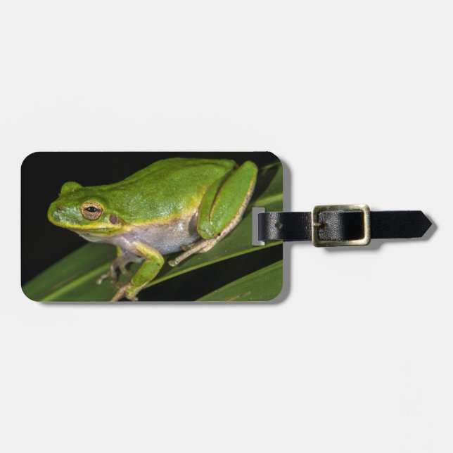 Green Tree Frog (Hyla cinerea) 2 Luggage Tag (Front Horizontal)