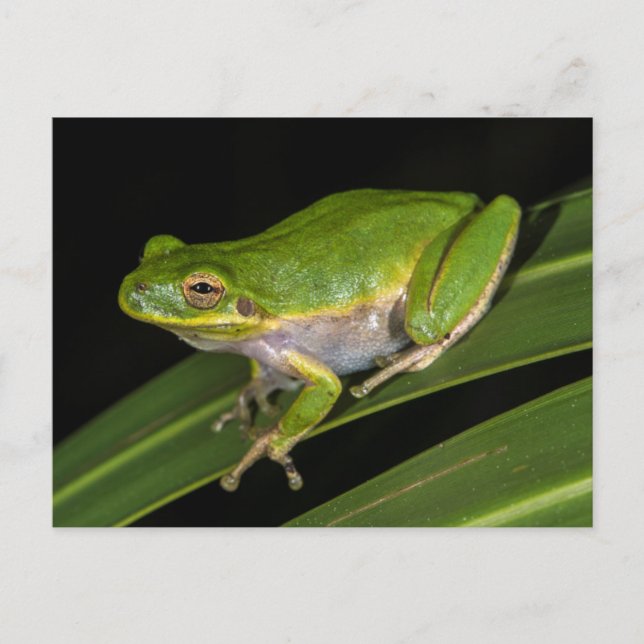 Green Tree Frog (Hyla cinerea) 2 Postcard (Front)