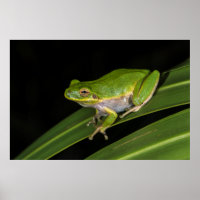 Green Tree Frog (Hyla cinerea) 2